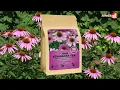 Download Lagu Effect van Echinacea-thee op het lichaam