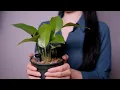 Download Lagu 토킹 ASMR 키우는 것을 두려워하는 여자가 식집사가 되었을 때 🪴  /yuny asmr