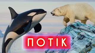 путін з очима-лазерами проти касаток на ведмедях | ПОТІК