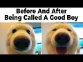 Dog Memes