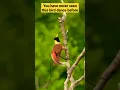 Download Lagu Bird Dance #shortsfeed #shorts #youtubeshorts #birddance