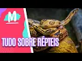 Lagu Répteis: dicas e cuidados para criar em casa - Mulheres (28/03/22)