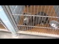 available dogs at the shelter 4 21
