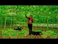 Download Lagu Harvest Chayote To Sell At The Market, Cook Delicious Dishes With It, Visit, Take Care Of The Garden