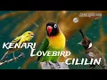 Lagu masteran terbaru kombinasi 3 IN 1 kenari-lovebird-cililin