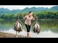 Download Lagu Harvest A Lot Of Biggest Fish by Ancient Fishing Method, Fishing Skills | Susan Daily Life
