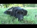 The Hudson Valley Pet Expo