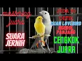 Download Lagu masteran kenari paud isian lovebird ngekek panjang