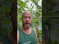 Download Lagu It’s a race to get the tomatoes fully ripened before we run out of summer #gardenerben #futurecrops