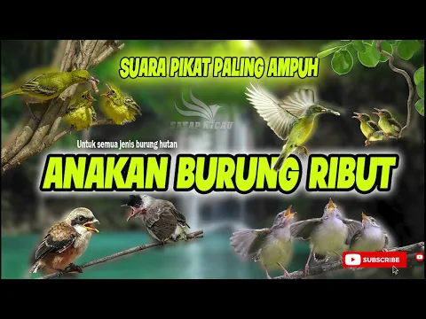 Download MP3 Suara PIKAT SEMUA JENIS BURUNG \\\\ ANAKAN BURUNG RIBUT LINK DOWNLOAD MP3 DIDESKRIPSI