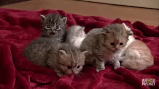 Munchkin Land Too Cute
