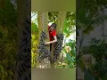 Download Lagu Harvest Wild Jungle Bananas Go To Market Sell | Ella bushcraft #harvest #bushcraft #banana