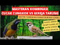 Download Lagu Masteran Kombinasi Materi Tembakan Burung Juara | Cucak Cungkok vs Gereja Tarung