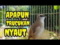 Lagu Suara Burung Trucuk betina memanggil Jantan jadikan trucukan gacor