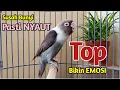 Download Lagu SUARA BURUNG LOVEBIRD NGEKEK PANJANG TOP BIKIN EMOSI, SEKALI NARIK SEGALA JENIS LOVEBIRD PASTI NYAUT