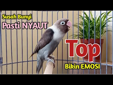 Download MP3 SUARA BURUNG LOVEBIRD NGEKEK PANJANG TOP BIKIN EMOSI, SEKALI NARIK SEGALA JENIS LOVEBIRD PASTI NYAUT