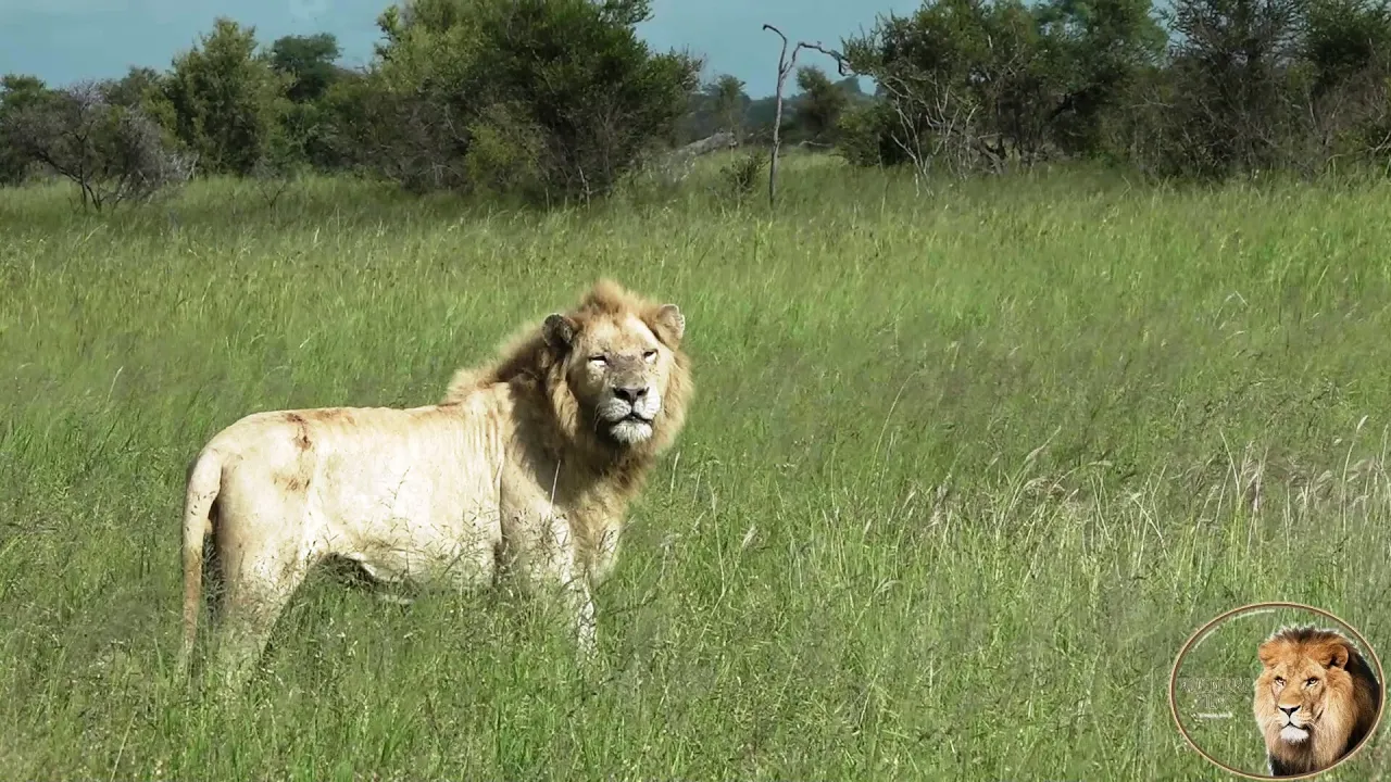 A Day Spend With Casper The White Lion And Brothers Up Close And Beautiful