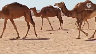 قافلة جمال في الصحراء مشهد جميل جدا 