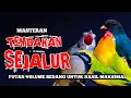 Download Lagu Materi tembakan sejalur mewah‼️Katem cungkok tengkek buto love bird berjeda