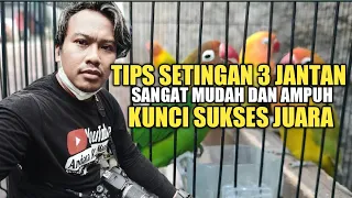 Download Ampuh Betina Setingan 3 Jantan Solusi Koncer Lapangan MP3