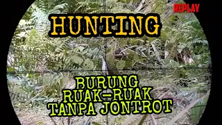 Download Hunting burung ruak ruak tanpa jontrot terbukti gacor MP3