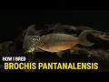 How I Bred Brochis Pantanalensis at Home