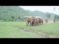 Download Lagu Elephants Run To Greeting A New Rescued Baby Elephant - ElephantNews