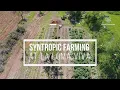 Download Lagu Syntropic Farming at La Loma Viva | Agricultura Sintrópica no La Loma Viva