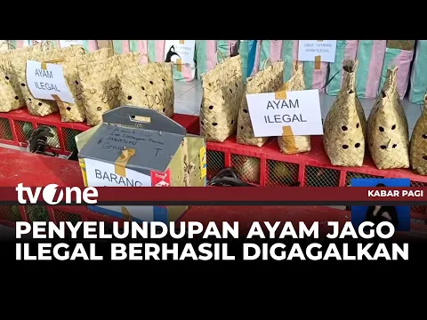 Tim Gabungan Gagalkan Penyelundupan Ayam Jago Ilegal Dari Filipina