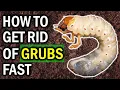 8 Natural Ways to Exterminate Garden GRUBS Naturally LAWN GARDEN CONTROL