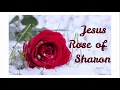 Lagu Jesus Rose of Sharon | Hymn | 1922 | lyric video