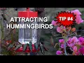 Download Lagu Cara Menarik Burung Kolibri: Menghadapi Burung Kolibri yang Berkelahi - TIPS #4