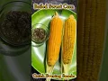 #sweetcorn #quickeveningsnacks #healthyfoods #boiledcorn #trendingshorts #trendingsong #viralshorts