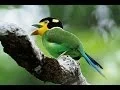 Download Lagu Madi Injap  - Suara Burung Madi Injap (long tailed broadbill) | Master Durasi Panjang