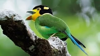 madi injap suara burung madi injap long tailed broadbill master durasi panjang