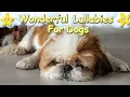 Download Lagu Super Relaxing Music For Shih Tzu Dogs And Puppies ♫ Relax Your Pet ♥