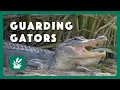 The Gator Guardians