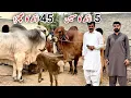 Brahman Cattle and Breeding Farm of Haji Shaukat Doggar of Multan