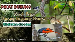 Download BUKTIKAN❗ Mix Suara Pikat Burung Paling Diminati ||MANTENAN GUNUNG |CUCAK RANTING |KOLIBRI MP3