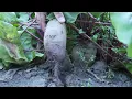 Overcoming Soil Salinity