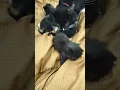 Download Lagu Tasya and her four kittens. 😻. #tasya #cat . @Funny_a