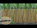 Lagu Method of growing sugar cane from cutting at home, High yield and fast harvest