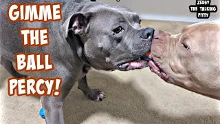 Pitbull Talking To Dad! He Can Never Keep A Toy 🤣