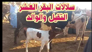 البقر العشر التقيل والوالد وتحسين السلالات مع انخفاض الاسعار 