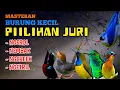 Lagu MASTERAN BURUNG KECIL PIILIHAN JURI – Ngerol, Nembak, Ngereek \u0026 Ngetril Paling Dicari Kicau Mania