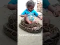 Download Lagu Indian Rock Python and Baby Boy  #snake #Shorts