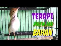 Lagu Terapi PRENJAK Bahan Cepat Bunyi @ TOMAN. net