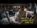 Download Lagu Hantu Kambe Kalimantan, Memburu Ibu Kambing \u0026 Anaknya #HORORMISTERI  | Kartun  Hantu, Animasi Horor