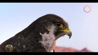 حقائق مذهلة قد لا تعرفها عن  الصقر شاهين  دندنها