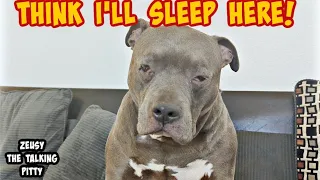 Funny Pitbull Sits Like A Human! Dog Can't Stay Awake About To Fall Over! 🤣🤣